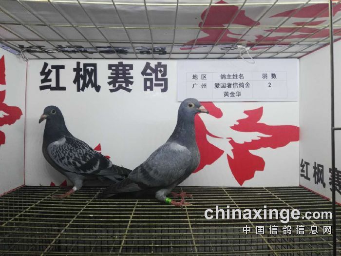 贵州红枫赛鸽中心:2016年4月18日入棚鸽(图)