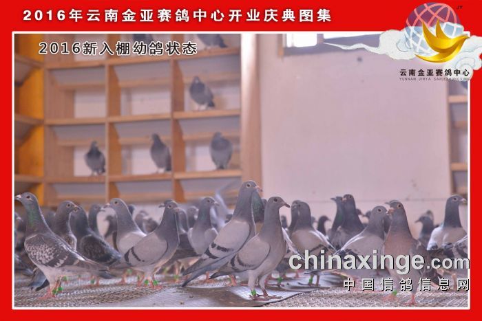 2016年云南宣威金亚赛鸽中心开业庆典图 - 云
