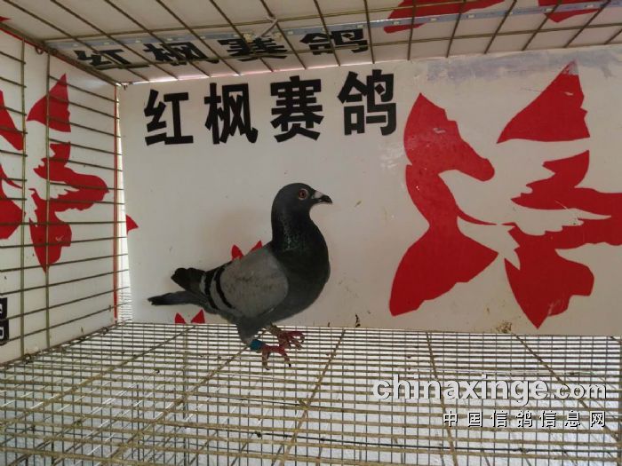 贵州红枫赛鸽中心:迟归鸽领取公告