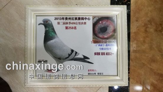 贵州红枫赛鸽中心:红枫名人铭鸽之——廖根东(连载十二)