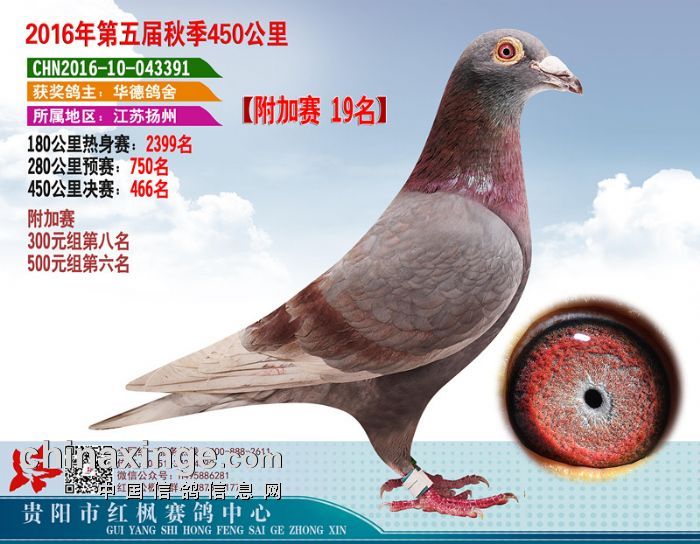 贵州红枫赛鸽中心:2016年附加赛获奖鸽靓照鉴赏