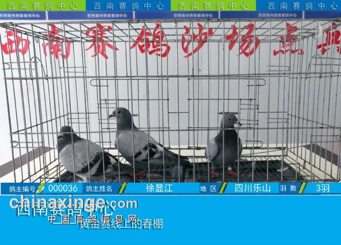 西南赛鸽中心幼鸽入棚(图) - 贵州西南赛鸽中心 - 网.