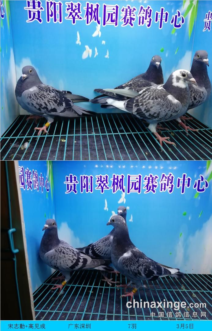 翠枫园3月5日幼鸽入棚照(二) - 贵州翠枫园赛鸽中心