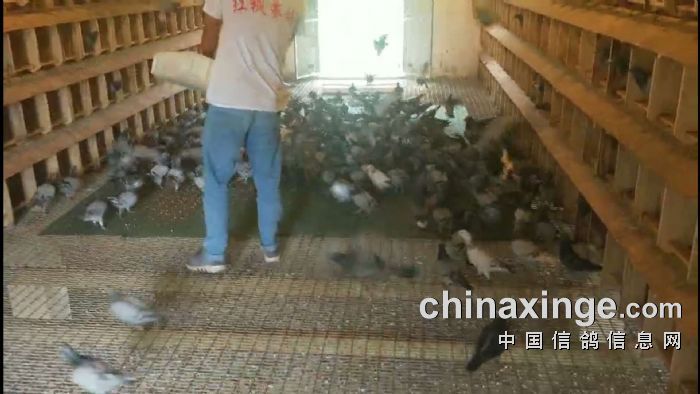 红枫小棚:一周养训视频 - 贵州红枫赛鸽中心(小棚)