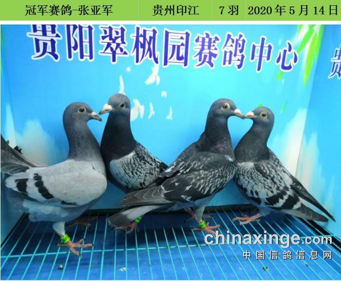 翠枫园5月14日幼鸽入棚照 -中国信鸽信息网公棚信息.