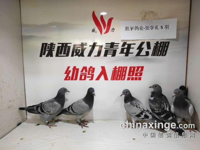 2020年6月9日幼鸽入棚图集(1) - 陕西威力青年公棚