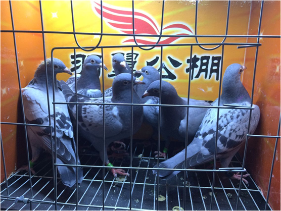 北京中华鸽业