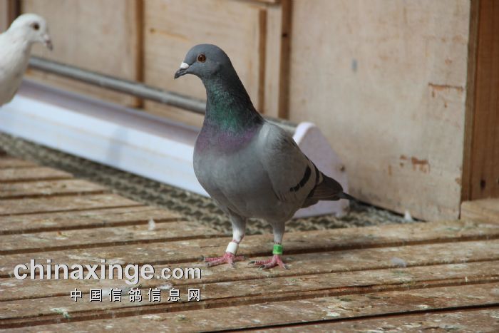 中心9月17日賽鴿餵食照 - 貴州貴陽天喜賽鴿中心 - 中信網各地公棚