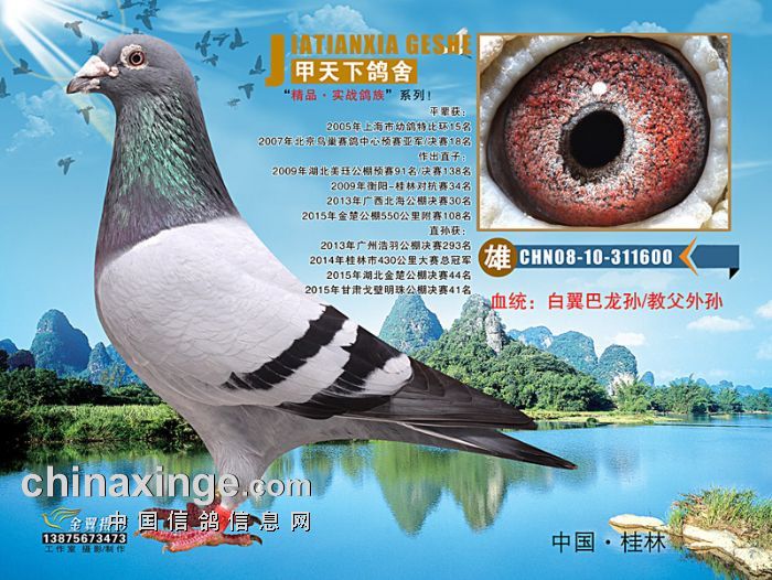 中国信鸽信息网公棚信息wwwchinaxingecom