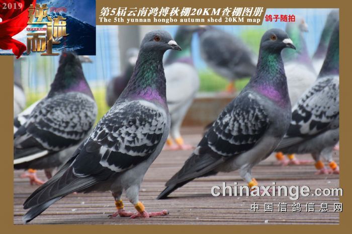 云南鸿博赛鸽中心图片