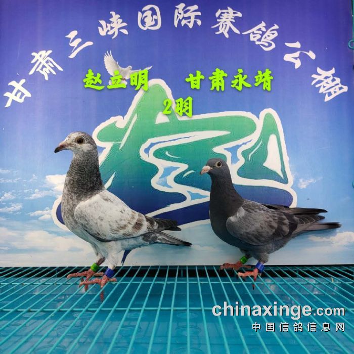 甘肃三峡国际赛鸽公棚5月17日幼鸽入棚照2(不断更新中…)
